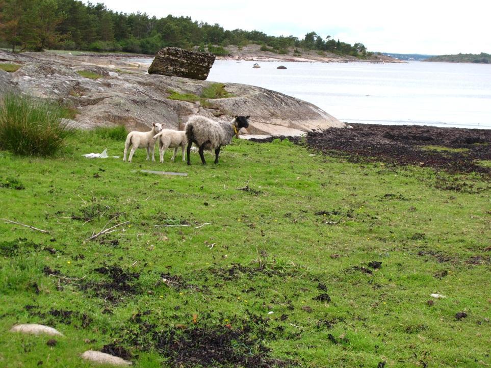 - Utkast til skjøtselsplan for Gåsøy, Nøtterøy kommune - Figur 19: Hardt nedbeitet strandeng i sone 2.6. Foto: Ulrika Jansson, juni 2011. 4.