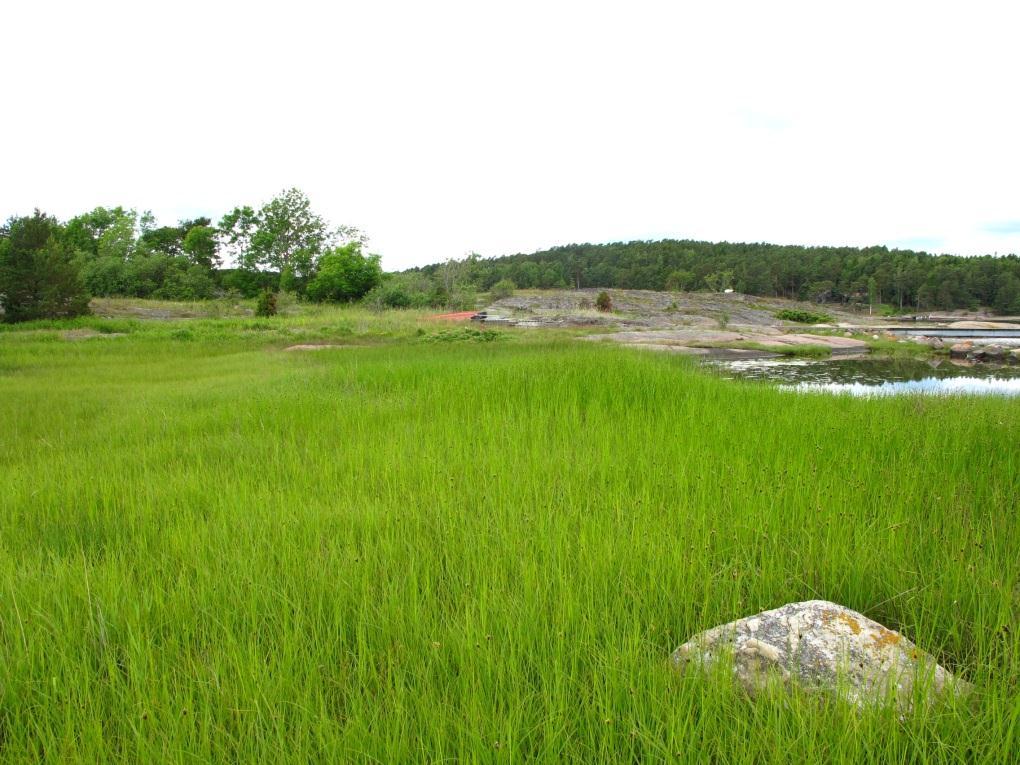 - Utkast til skjøtselsplan for Gåsøy, Nøtterøy kommune - Figur 20 Strandeng i sone 3.1 dominert av havsivaks på nordvestre delen av Gåsøy.