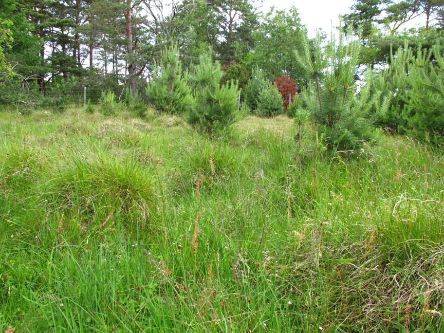 - Utkast til skjøtselsplan for Gåsøy, Nøtterøy kommune - Sone 3.6 har ikke kvalitet som naturtype i dag, men her tilsier landskapshensyn at slått er et gunstig tiltak. Området ligger mellom sone 3.