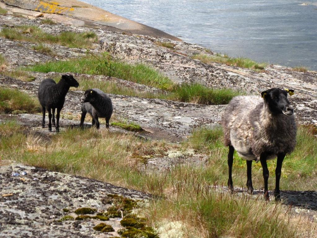 Forord Stiftelsen BioFokus har på oppdrag fra Nøtterøy kommune oppdatert forvaltningsplanen for Gåsøy i Ormø-Færder landskapsvernområde i Nøtterøy kommune.