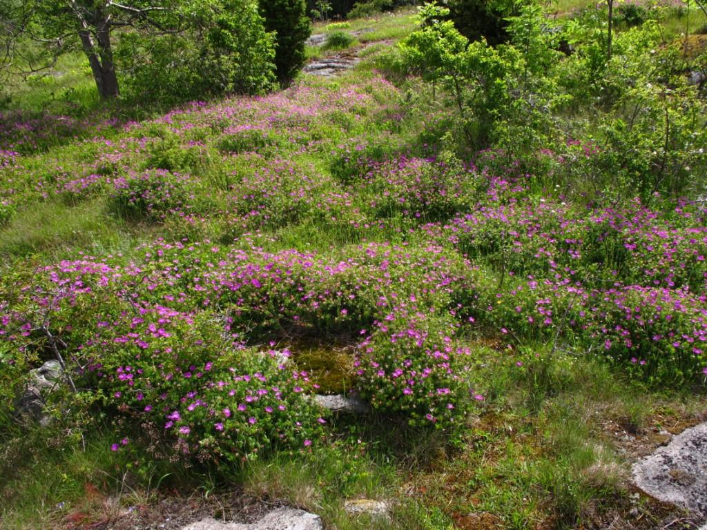 Lok. nr. 1 - Utkast til skjøtselsplan for Gåsøy, Nøtterøy kommune - Gåsøykalven NV I 072210001 Viktig B Foto: Ulrika Jansson. 2011.06.15. Blodstorknebb dominerer i et lite område.