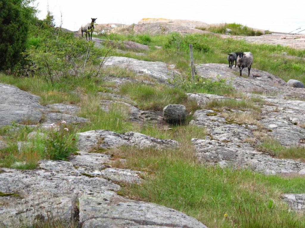 Urterik kant B0204 (40%). Feltsjekk: 15.06.2011 (siste) Beskrivelse Innledning: Lokaliteten ble befart i juni og september 2011 i forbindelse med oppdatering av skjøtselsplanen for Gåsøy.