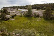 Lok. nr. 8 - Utkast til skjøtselsplan for Gåsøy, Nøtterøy kommune - Risholmen V 072210008 Svært viktig A Nordre del av lokaliteten i juni. Foto: Kim Abel.