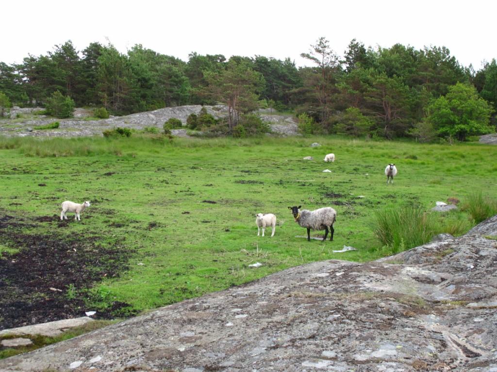 Det er et flatt og fuktig parti som blir naturlig gjødslet med tang. Naturtyper, utforminger og vegetasjonstyper: Lokaliteten er kartlagt som strandeng og strandsump med utformingen hevdet med beite.