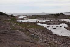 Lok. nr. 10 Gåsøy S I - Utkast til skjøtselsplan for Gåsøy, Nøtterøy kommune - 072210010 Viktig B Kortbeitede og smale strandenger. Sett sørfra.