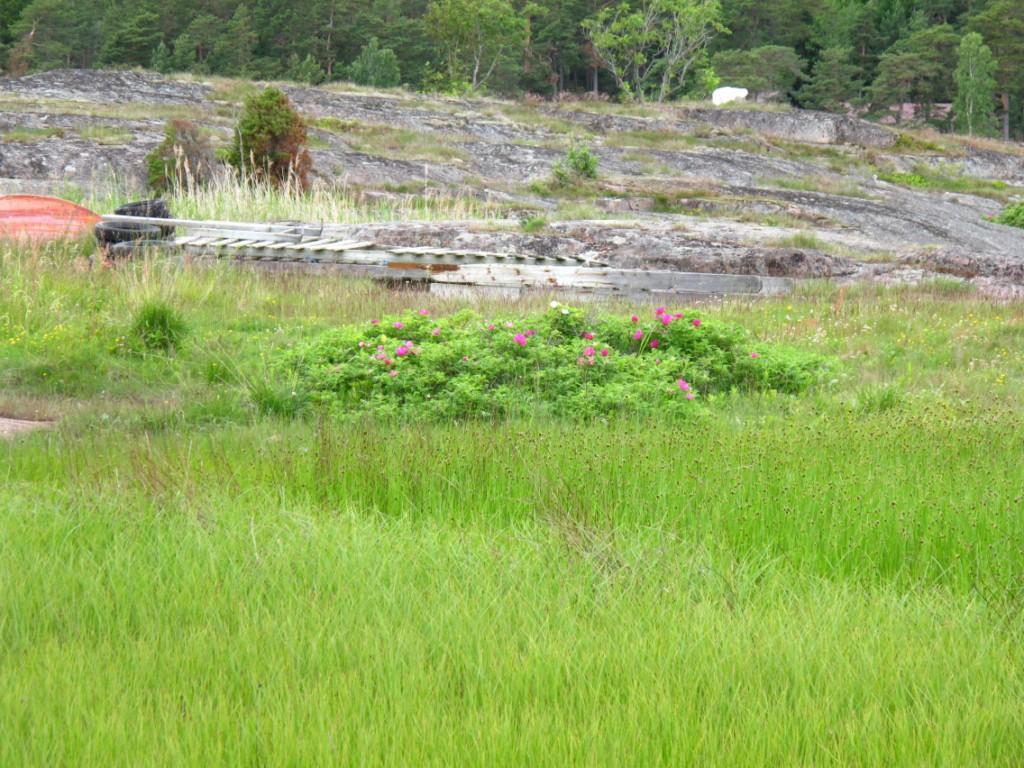 Lok. nr. 14 Gåsøy III - Utkast til skjøtselsplan for Gåsøy, Nøtterøy kommune - 072210014 Svært viktig A Foto: Ulrika Jansson. 2011.06.15. Havsivaks dominerer i store deler av lokaliteten.