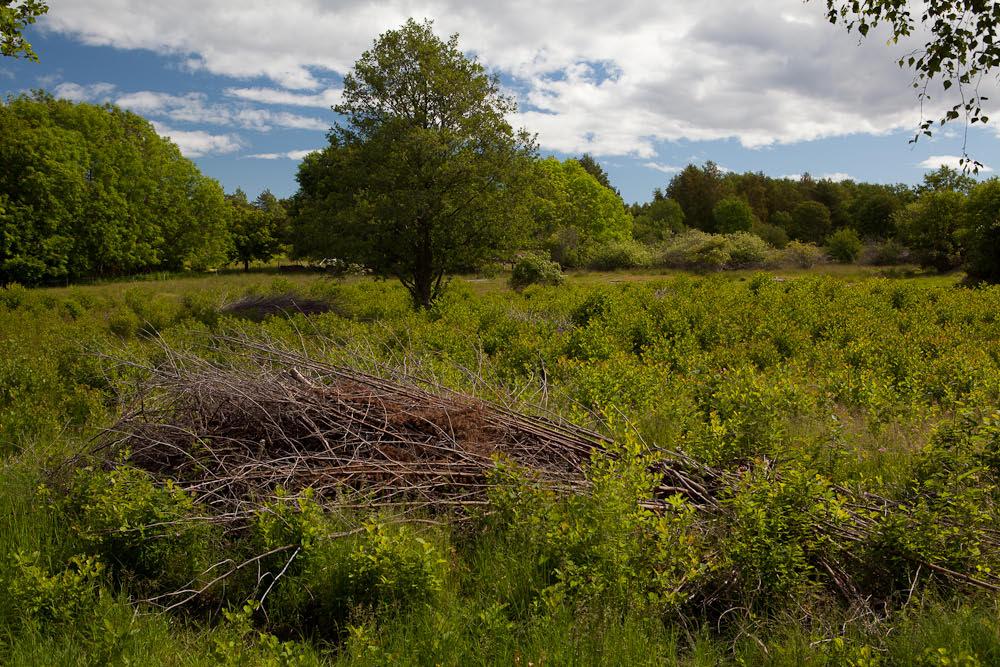 Beliggenhet og naturgrunnlag: Lokaliteten ligger på Gåsøy, og utgjør deler av det store beiteområdet som ligger mellom Gåsøykalven i vest og resten av Gåsøy i øst.