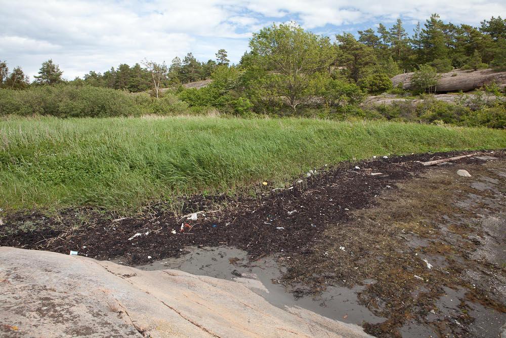 Lok. nr. 28 - Utkast til skjøtselsplan for Gåsøy, Nøtterøy kommune - Gåsøykalven Ø I 072210028 Lokalt viktig C Takrør dominerer innenfor tangvollen.