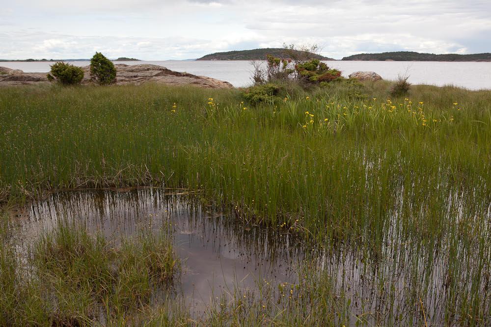 Lok. nr. 30 - Utkast til skjøtselsplan for Gåsøy, Nøtterøy kommune - Risholmen Ø 072210030 Viktig B Dammen er under gjengroing.