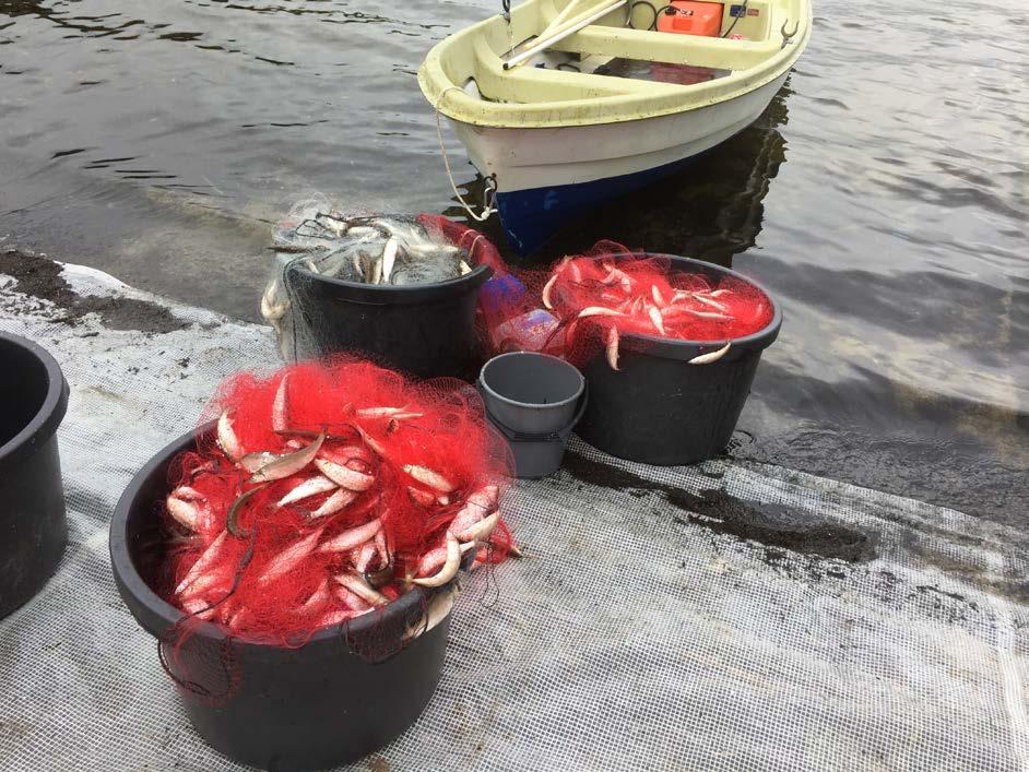 Utfisking i Frøylandsvatnet