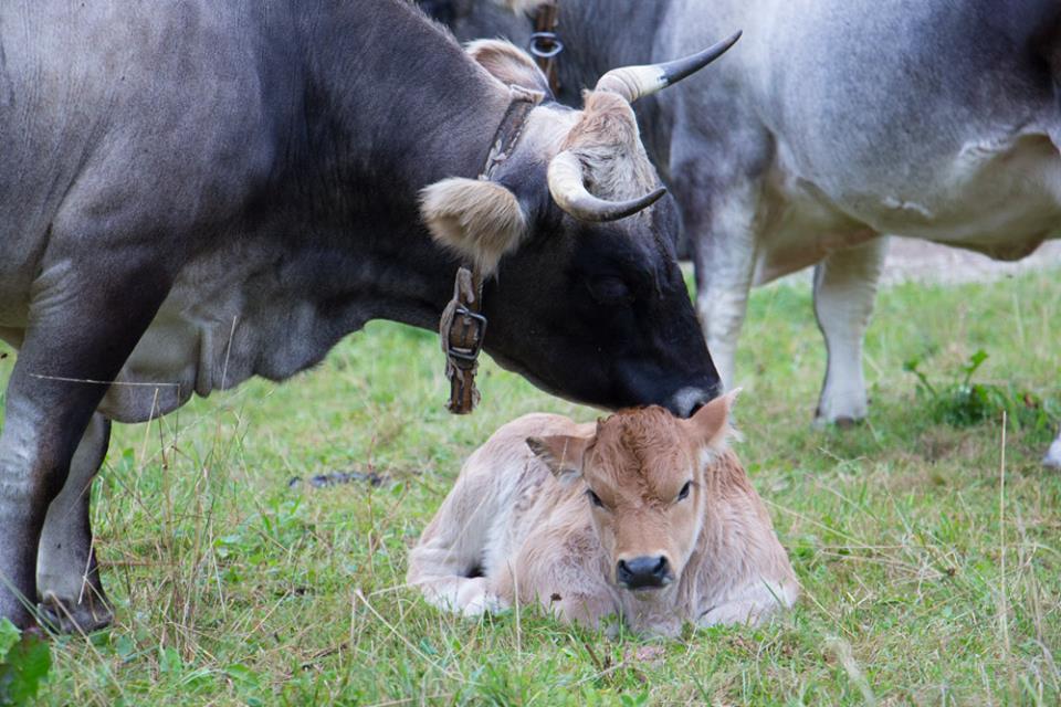 Utdanning, rekruttering og ungdom o Foreningen har som mål å bidra aktivt til rekruttering, ungdom og utdanning gjennom drive og utvikle BINGN et nordisk tilbud om utdannelse i biodynamisk jordbruk o