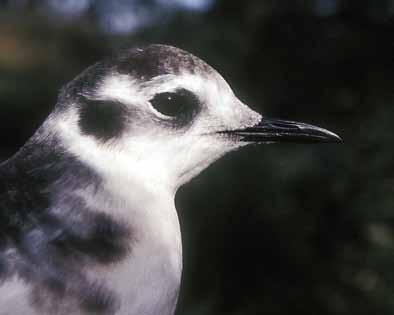 Fjellmyrløper Limicola falcinellus Tre ganger. I alt 2 indv. observert 20.8.1970, 1 indv. observert 13.8.1972 