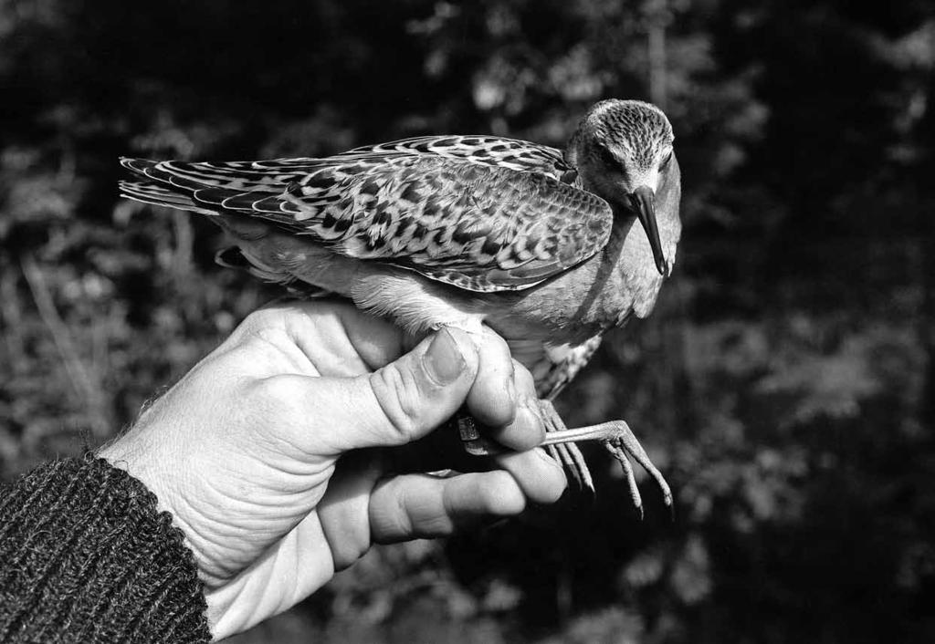 Ung brushane fanget i Rosnesbukten i Kurefjorden i Rygge høsten 1972. Etter nærmere undersøkelser og påsetting av ring på merkestedet på Kanaholmen ble den sluppet fri.