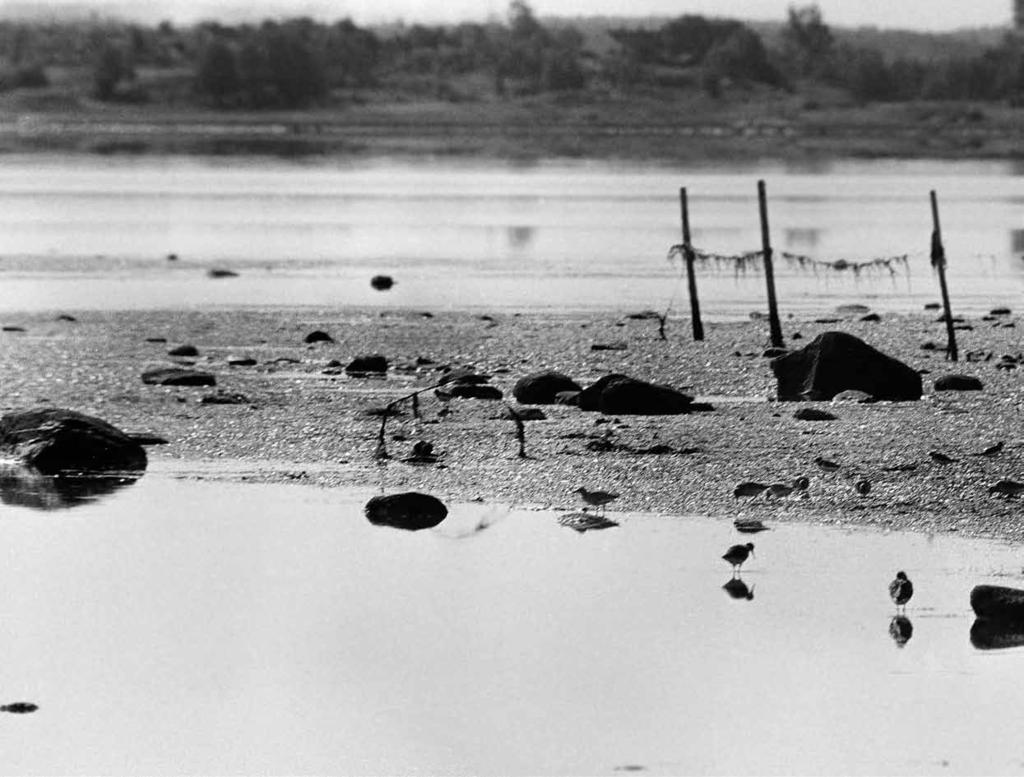 Det ornitologiske arbeidet i Kurefjorden i Østfold 1970 72 bakgrunn, strategier og metoder Av Viggo Ree Da viktige deler av våtmarkslokaliteten Kurefjorden i Rygge og Råde kommuner i Østfold ble