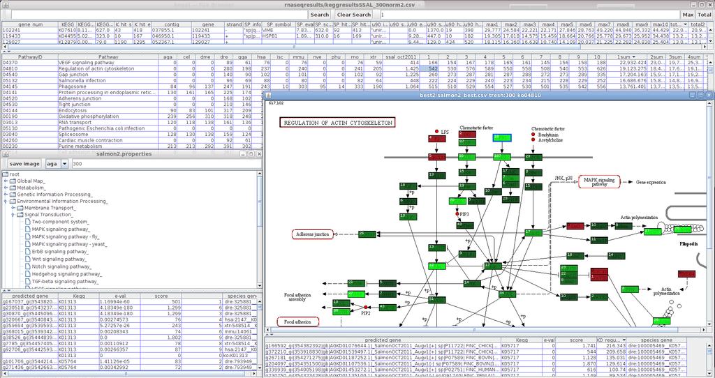 KEGG Salmon RNASeq