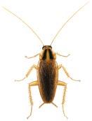 Sensibilisering til kakerlakker er beskrevet som risikofaktor for sykelighet og forekomst av allergisk sykdom i store deler verden.