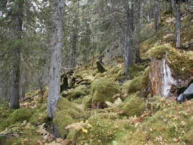 Klepsland Fra kjerneområde 1.