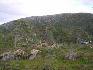 med kjerneomr. 1 og 2 i nordskråningen.