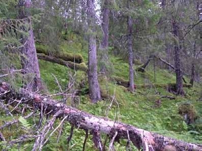 i alle nedbrytningsstadier på Bergsåsen (kjerneomr. 6).