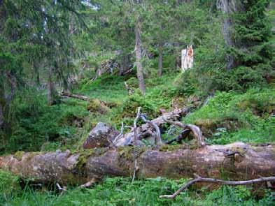 Bilder fra området Jamtheimen Skoghavet i de lange østvendte skogliene ned mot Rognvatnet (som skimtes litt til høyre for