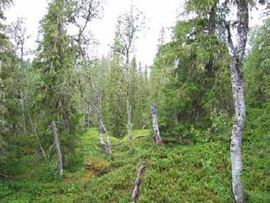 Bilder fra området Andra Fuktig barskog med endel