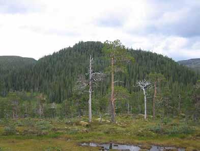 Bilder fra området Bangsjøan Skogsåsen nord for