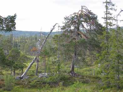 Foto: Sigve Reiso Fattige myrområder med