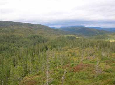 Bilder fra området Finntjønndalen Utsikt mot