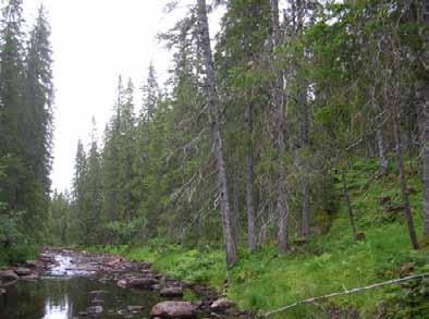 Bilder fra området Møytla Fuktig gammel granskog langs Møytla i kjerneområde 1.