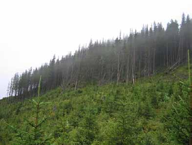 Bilder fra området Forbordsfjellet De nordvendte liene av