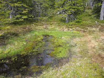 Dicranum tauricum (DM) på middels nedbrutt låg