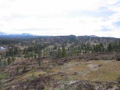 Bilder fra området Gråvatnet Myr- og skogområdene langs Gråvassbekken, NV i undersøkelsesområdet.