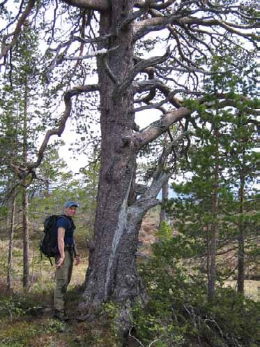 Foto: Arne Heggland Gråsotbeger, Cyphelium inquinans, på tykk grein av gammel gran.