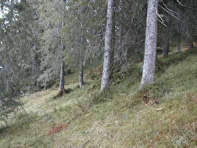 Skogen er ensaldret og fattig på død ved.