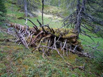 bildet), granskog under foryngelse til høyre.