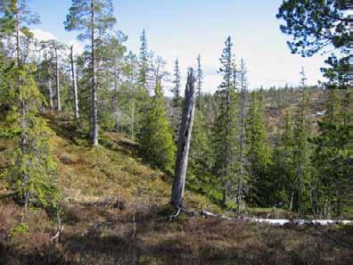 landskapsrommet sentralt i området.