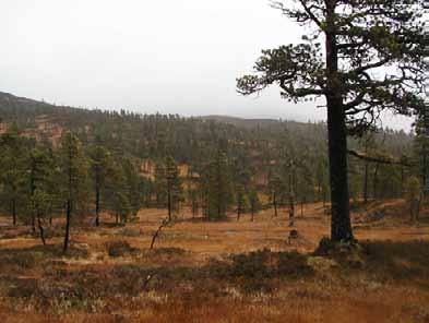 Bilder fra området Hestådalen representativt