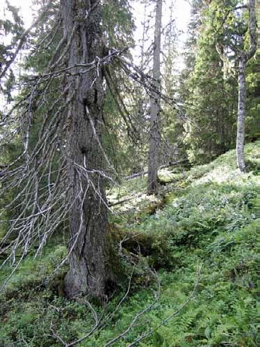 Bilder fra området Nesådalen Urskogsnær granskog med store mengder