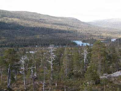 partier likevel god aldersspredning opp til 300 år, enkelte eldre