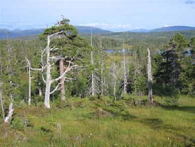 gammel granskog med mye død ved i gammelt