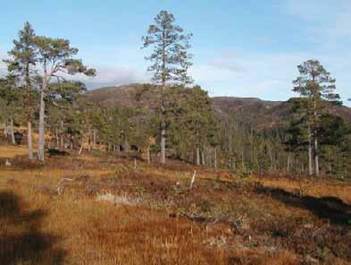 Bilder fra området Kverndalen Enkelte 200-400 årige furuer er spart innerst i