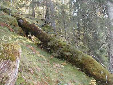 Lågen på bildet er 80 cm i diameter, selv etter så mange år med nedtæring.