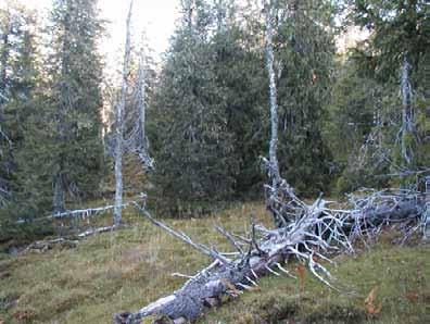 Klepsland Høyreist, storvokst granskog langs elva i midtre del av Kalvdalen.