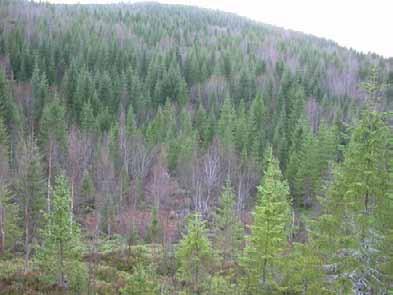 granskog mot toppen av åsen, sett fra