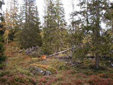 Bilder fra området Arvasslia utvidelse Eldre granskog