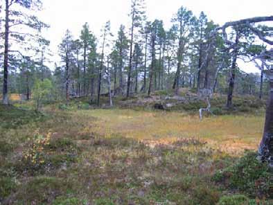 Foto: Sigve Reiso Mer påvirket furuskog