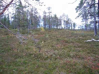 Foto: Sigve Reiso Naturskog av furu med