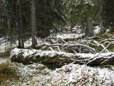 Bilder fra området Holøla Grov granlåg fra