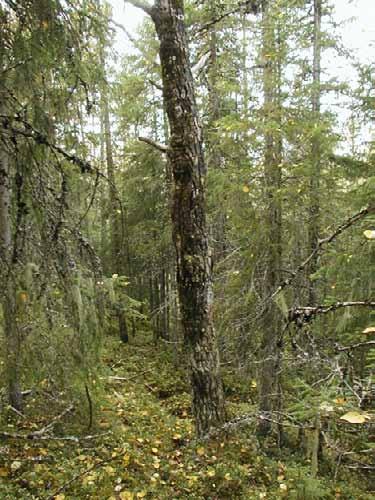 Klepsland Gammel osp med rikt utviklet lungeneversamfunn.