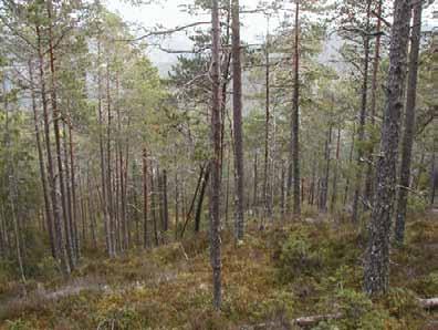 Klepsland Fuktig eldre granskog i kant av myrsig like sør for Holmtjønna.